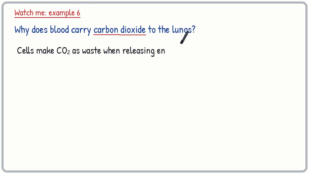 Whiteboard video lesson: Blood and transport