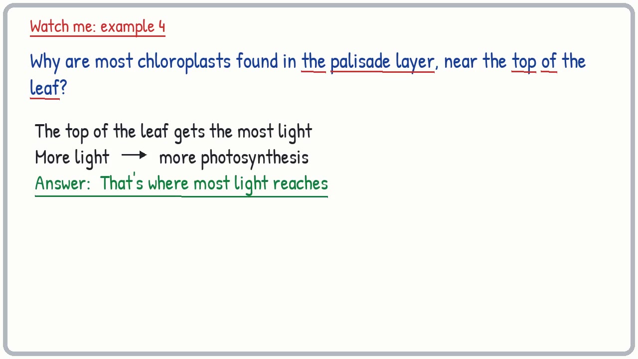 Whiteboard video lesson: Leaves and plant minerals